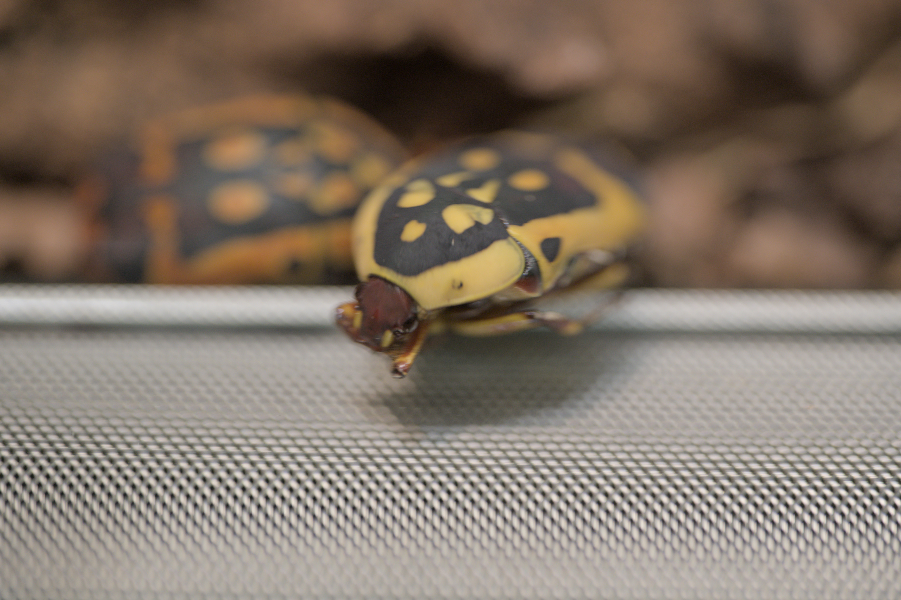 2025/10/12 - zoo/DSC_0221.jpg